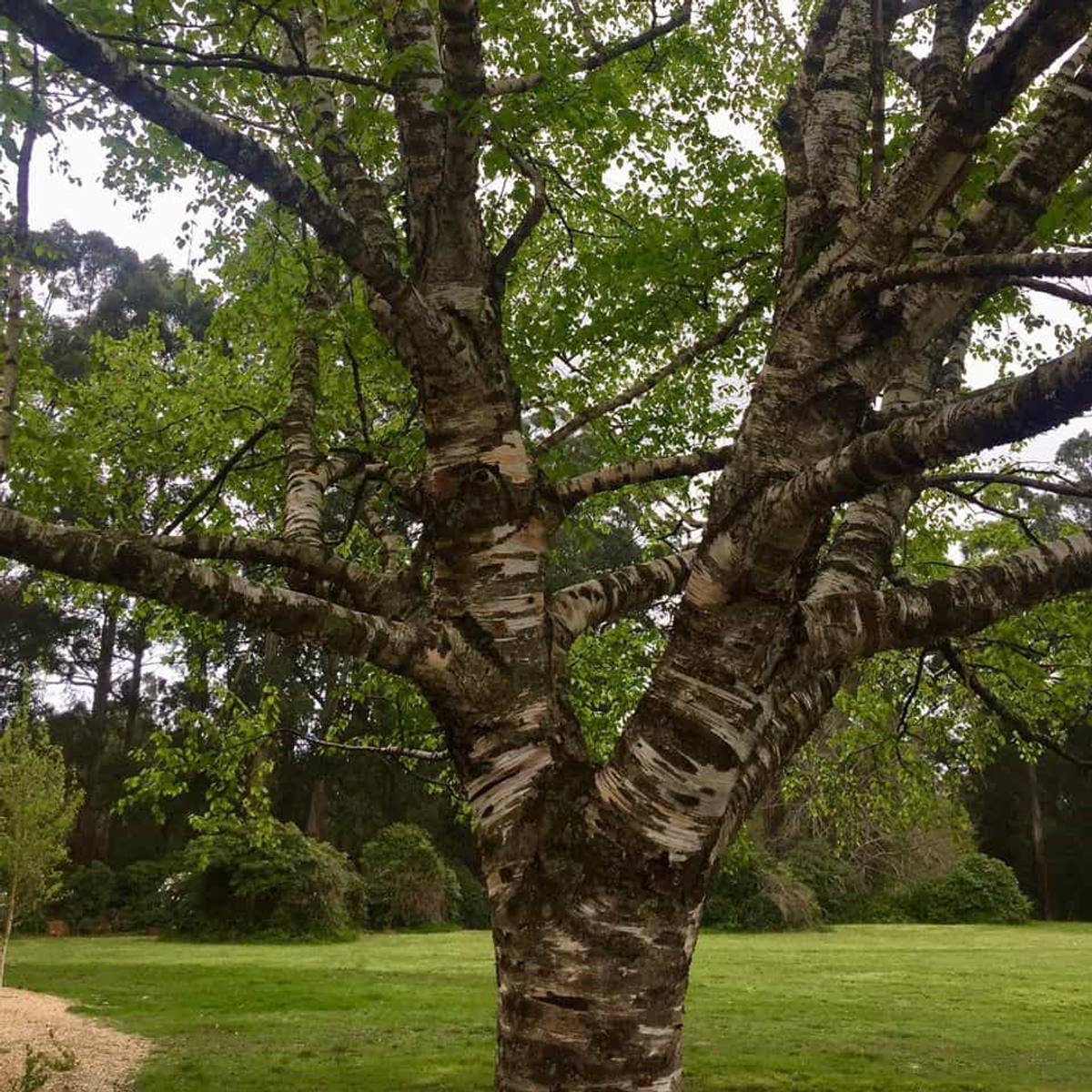 Tree and Stump Eaters professional tree care services