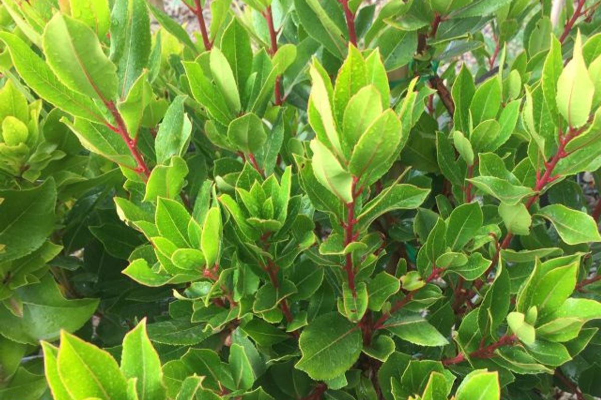 Arbutus Unedo - IRISH STRAWBERRY TREE featured image