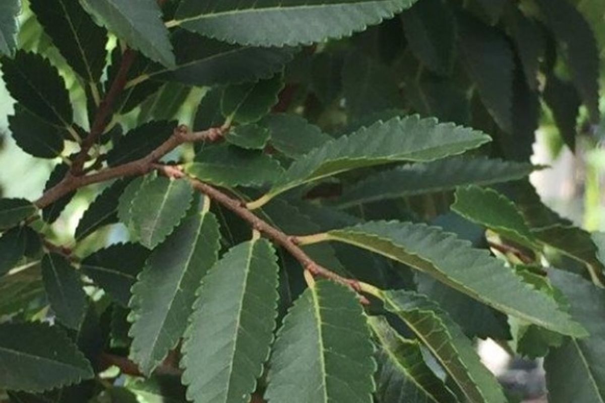 Ulmus Parvifolia 'Todd' - CHINESE ELM featured image