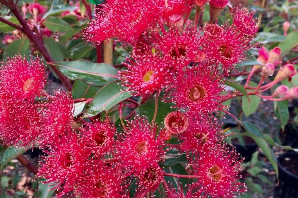 Red Flowering Gum Corymbia ficifolia Australian Native