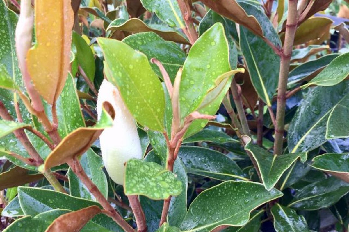 Magnolia Grandiflora 'Little Gem' featured image