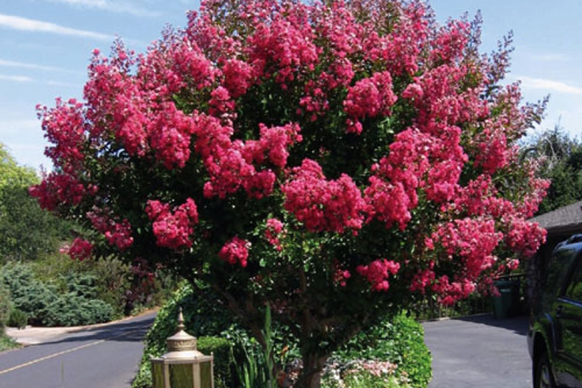 Lagerstroemia Indica X Fauriei 'Tuscarora' - PINK CREPE MYRTLE featured image