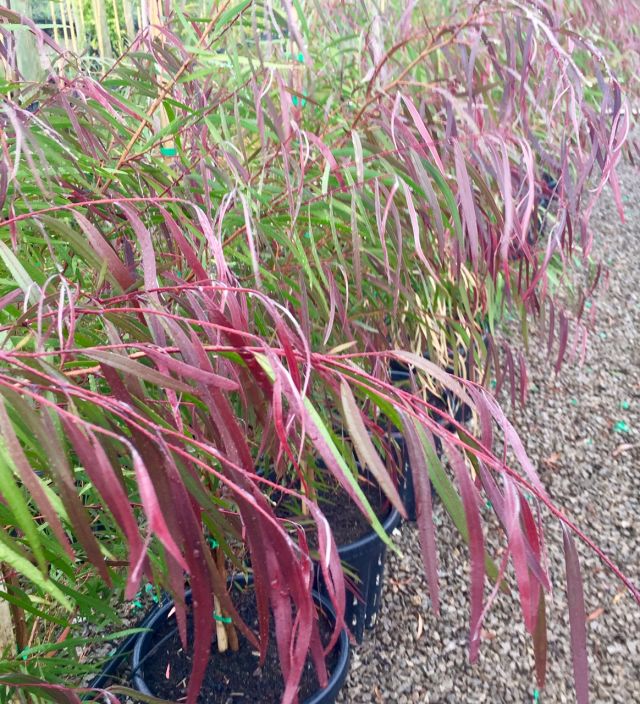 Agonis Flexuosa 'Burgundy' - BURGUNDY WILLOW MYRTLE featured image
