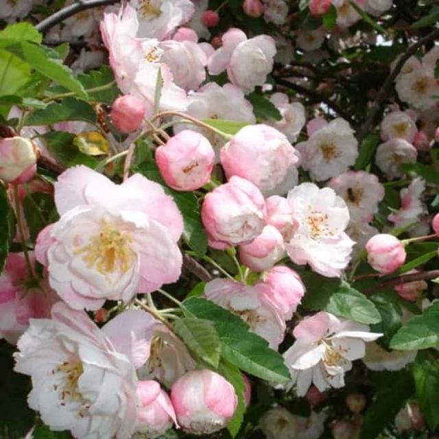 Malus Ioensis 'Plena' - BETCHELS CRABAPPLE featured image